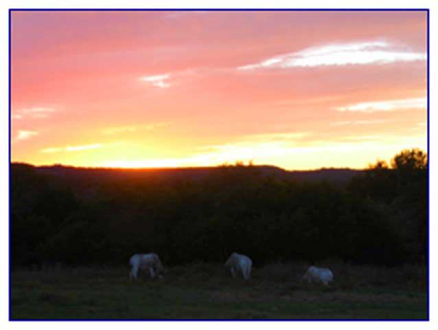 Fossil Rim Wildlife Center